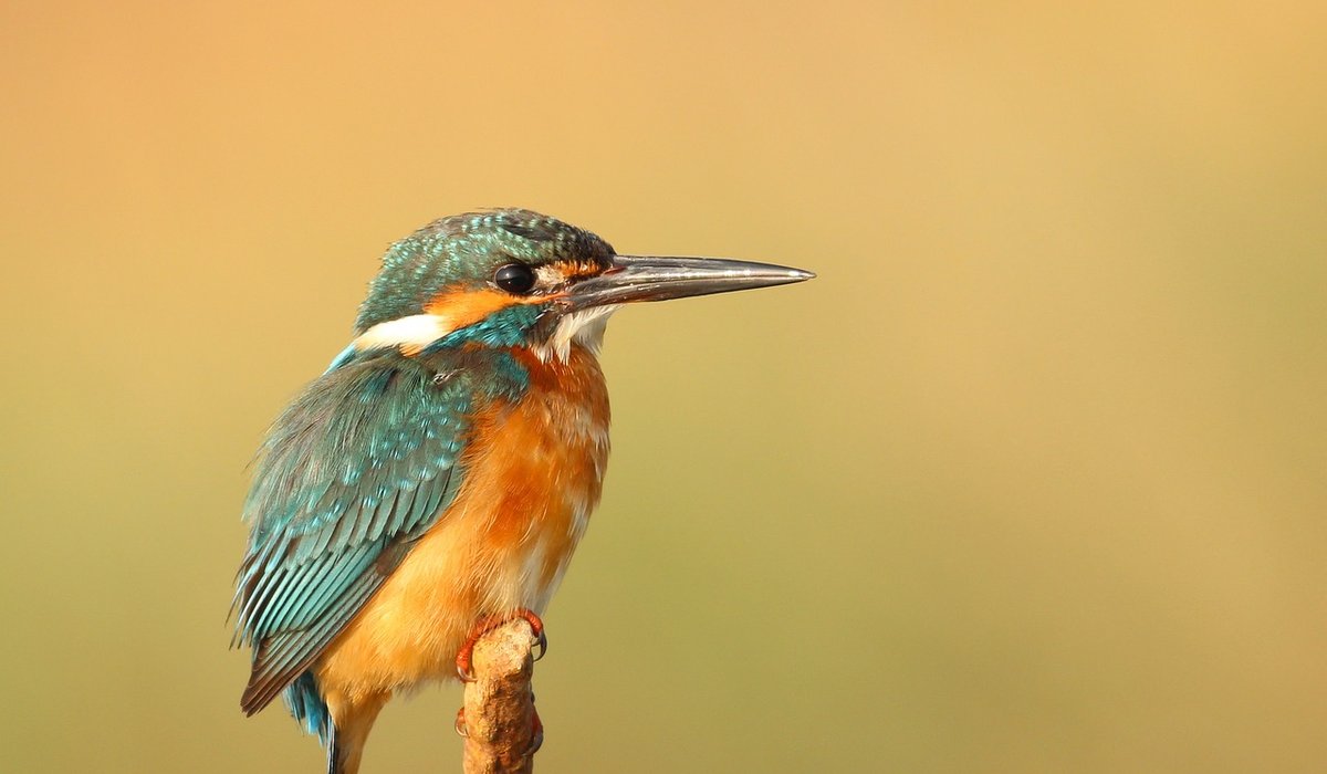 Choosing the right fly for chalk stream trout